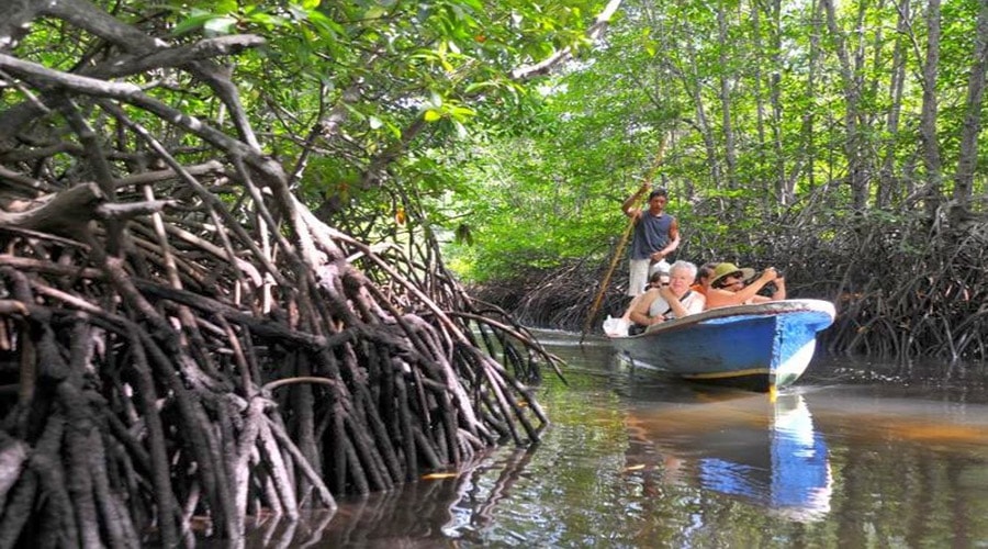 Hutan Mangrove pulau seribu