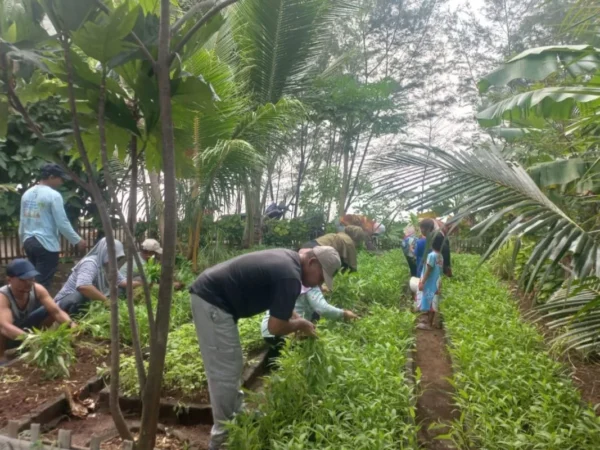 Program Urban Farming Kepulauan Seribu