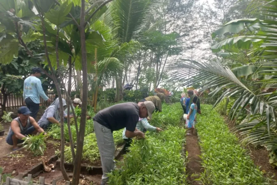 Program Urban Farming Kepulauan Seribu
