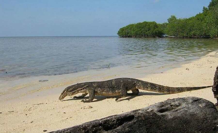 Biawak Pulau Bidadari Kepulauan Seribu