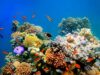 Ilustrasi Ekosistem Laut di Pulau Pari